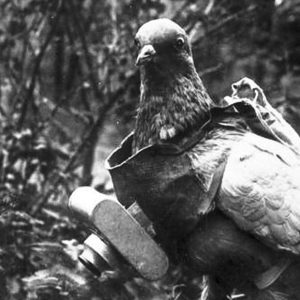 A pidgeon, used in WWII to collect aerial photography