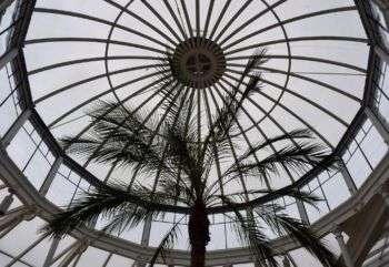 Chiswick House - Conservatory dome, shown with a single sparse palm tree in the center. 